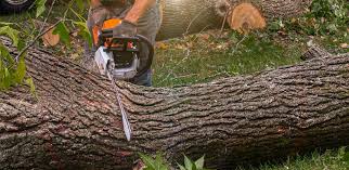 Best Tree Risk Assessment  in Grand Blanc, MI