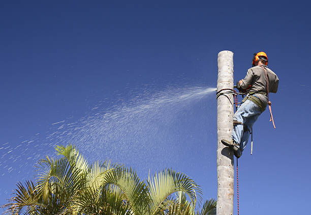 Best Tree Removal Service  in Grand Blanc, MI