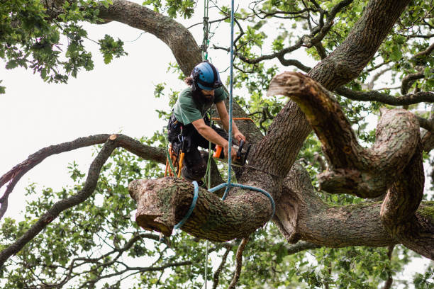 Best Tree Preservation Services  in Grand Blanc, MI