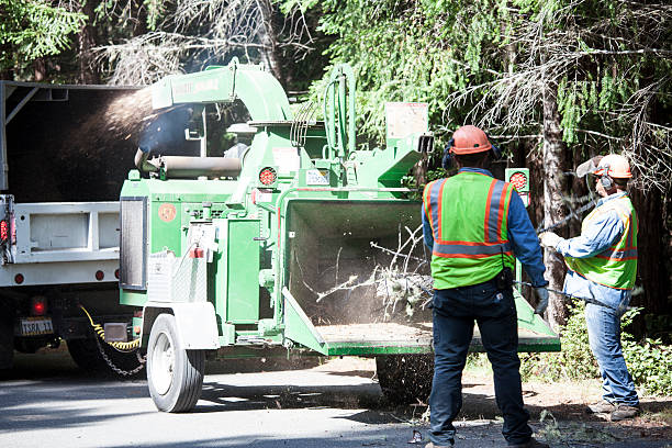 How Our Tree Care Process Works  in  Grand Blanc, MI