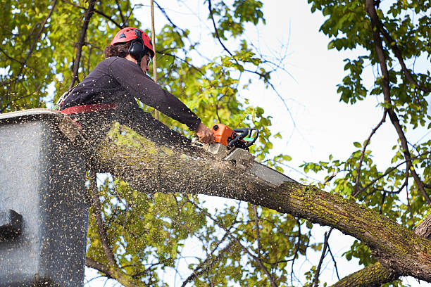 Best Grass Overseeding  in Grand Blanc, MI