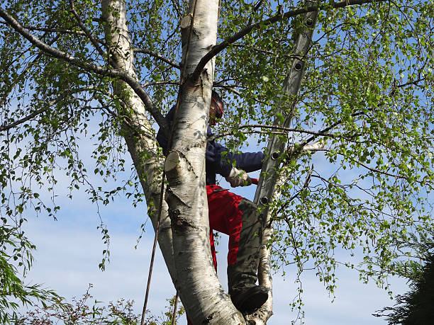 Best Fruit Tree Pruning  in Grand Blanc, MI