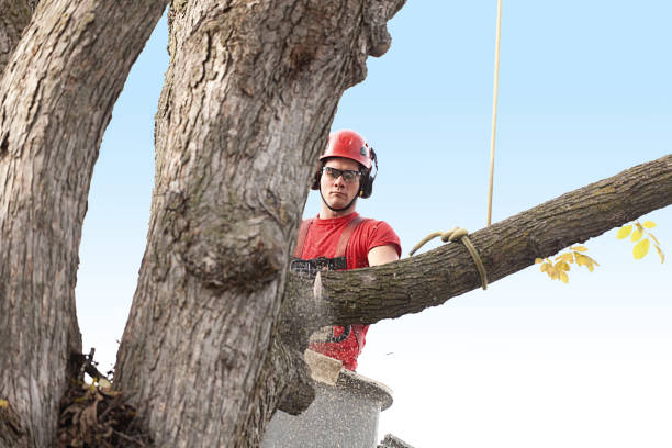 Best Storm Damage Tree Cleanup  in Grand Blanc, MI